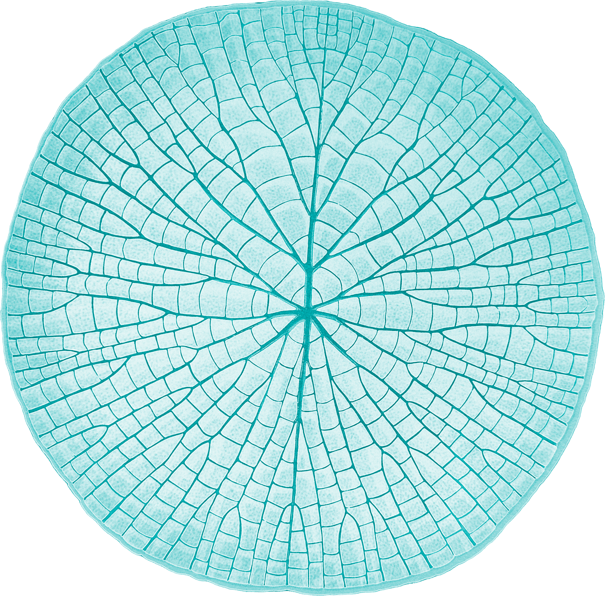 Jarvis Cosmetic Development - Lily Pad