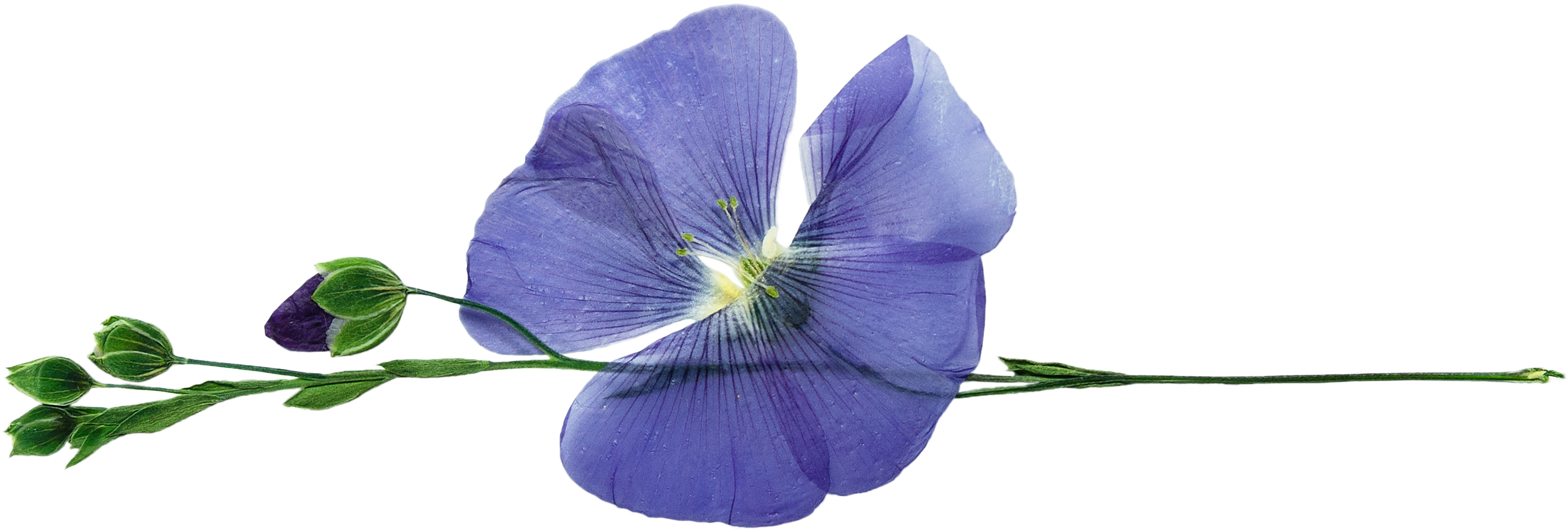 Botanical Extracts - Flower - Jarvis Cosmetic Development