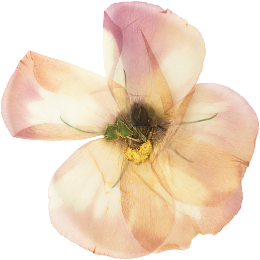 Botanical Extracts - Flower - Jarvis Cosmetic Development